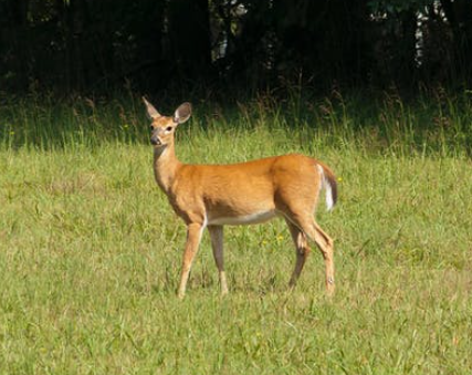 adult deer